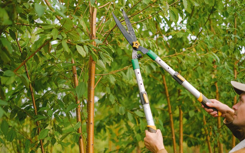Tree trimming in Corvallis, OR
